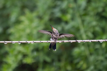 little bird bathing with rainwater
