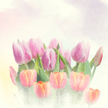 Watercolor digital painting of tulip flowers.