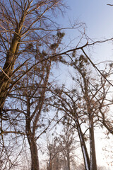 frosty winter after snowfall with bare deciduous trees