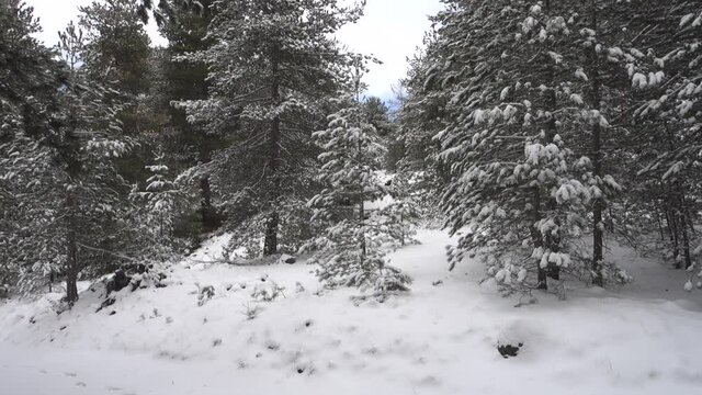 winter forest of pine trees snow covered in Sicily panning to the entrance of dense pinewood of natural Park of Etna