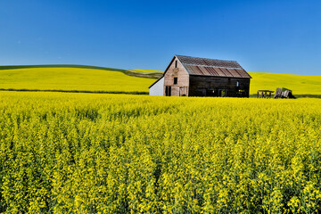 Old wooden barn in field of canola on Oakesdale road in Eastern Washington
