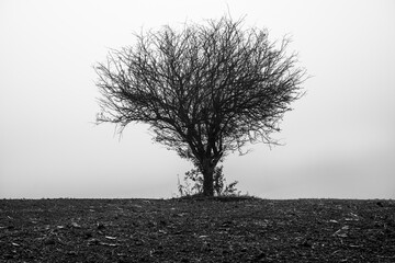 single lonely tree in the fog