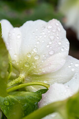 white hellebore with rain drops