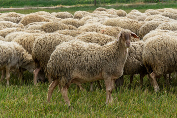 Ovejas en el campo