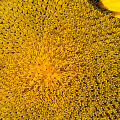 the middle of the inflorescence of yellow sunflowers