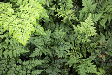 Lush healthy green ferns in a tropical setting in Brisbane, Queensland, Australia