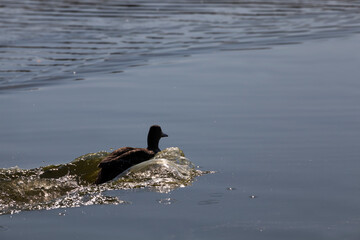 wild ducks in nature