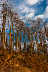 Fototapeta premium view of the spring mountains