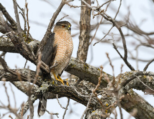 Cooper's Hawk Sitting on Tree Branch in Winter