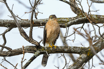 Cooper's Hawk Sitting on Tree Branch in Winter