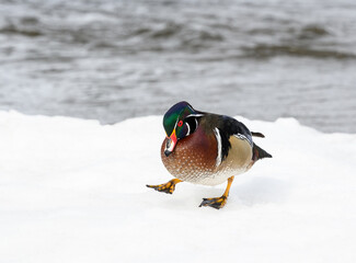 Wood Duck Drake Walking on Snow in Winter