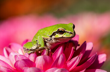 Pacific green tree frog on dahlia
