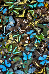 Butterflies grouped together to make pattern, Sammamish, Washington State