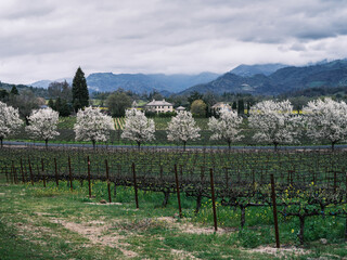 Fototapeta na wymiar A Row of Flowering Fruit Trees at Springtime