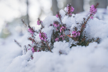 Battle of springtime against winter, spring heath covered by fresh snow, Austria