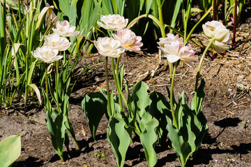 Blooming white and red tulips in the garden bed.
