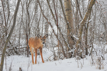 young white tail deer leaves the snow covered forest in the city park