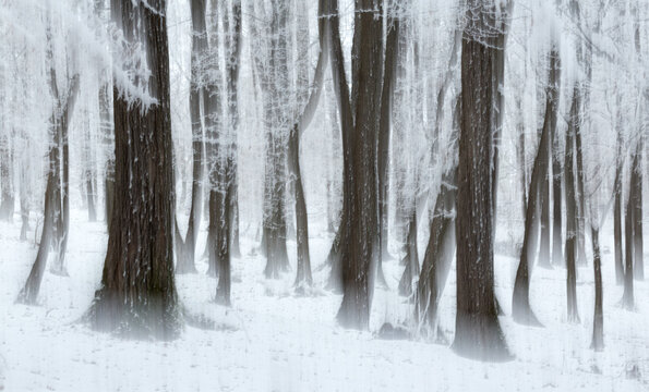 Panoramic Shot Of Frozen Trees In Forest In Rodnei Mountains
