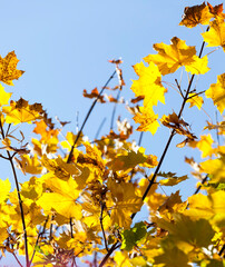 trees with foliage during leaf fall