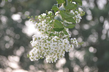 flowers on a tree