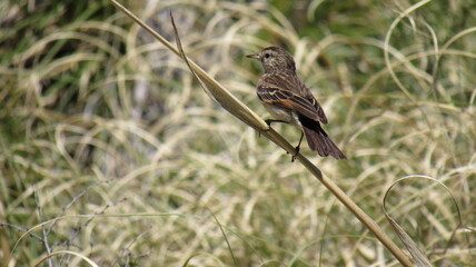 red winged blackbird