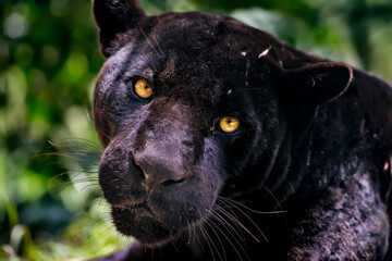 Jaguar photographed in captivity in Goias. Midwest of Brazil. Cerrado Biome. Picture made in 2015.