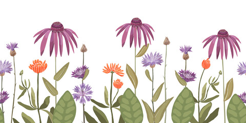 Vector floral seamless pattern, decorative border with  corneflower Centaurea, Echinacea, calendula. Purple, violet, orange color flowers, green leaves isolated on a white background.
