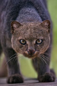 Jaguarundi photographed in captivity in Goias. Midwest of Brazil. Cerrado Biome. Picture made in 2015.