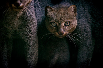 Jaguarundi photographed in captivity in Goias. Midwest of Brazil. Cerrado Biome. Picture made in 2015. - obrazy, fototapety, plakaty