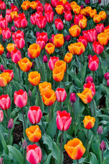 Spring tulip garden in full bloom, Skagit Valley, Washington State.