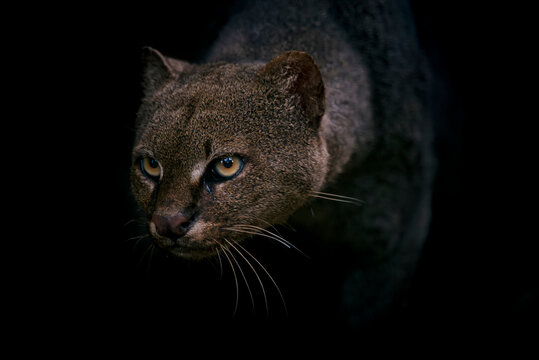 Jaguarundi photographed in captivity in Goias. Midwest of Brazil. Cerrado Biome. Picture made in 2015.