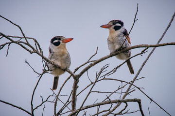 White eared Puffbird photographed in Goias. Midwest of Brazil. Cerrado Biome. Picture made in 2015.