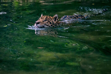 Jaguar photographed in captivity in Goias. Midwest of Brazil. Cerrado Biome. Picture made in 2015.