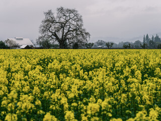 Obraz premium Springtime, a field of yellow flowers on a rainy day.