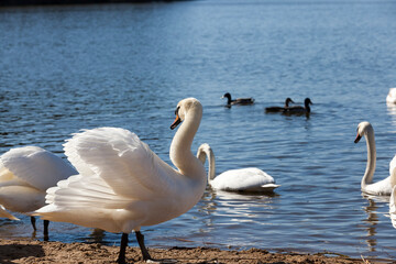 white Swan floating on the lake