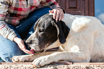 Un perro grande lamiendo la mano de su dueño. Detalle de una mujer joven con su gran perro gran danés blanco y negro. - obrazy, fototapety, plakaty