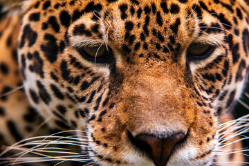 Jaguar photographed in captivity in Goias. Midwest of Brazil. Cerrado Biome. Picture made in 2015.