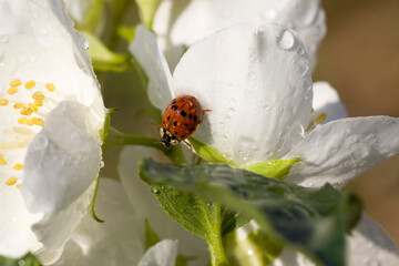 beautiful fresh jasmine flowers in spring