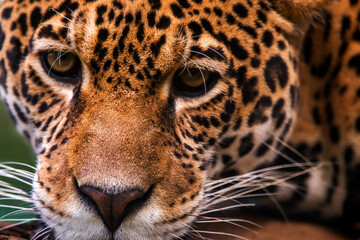 Fototapeta na wymiar Jaguar photographed in captivity in Goias. Midwest of Brazil. Cerrado Biome. Picture made in 2015.