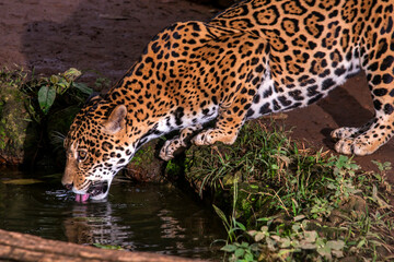 Jaguar photographed in captivity in Goias. Midwest of Brazil. Cerrado Biome. Picture made in 2015.
