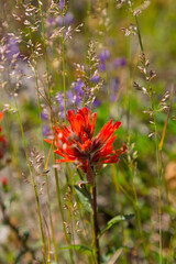 USA, Washington State, Skamania County. Indian paintbrush, aka Prairie-Fire or Castilleja.