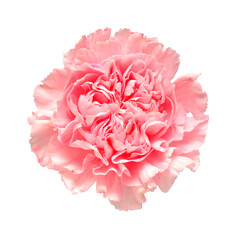 Delicate carnation pink head flower isolated on white background. Beautiful composition for advertising and packaging design in the business. Flat lay, top view