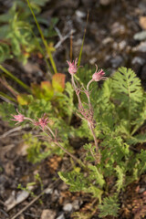 Old Man's Whiskers wildflowers in a field