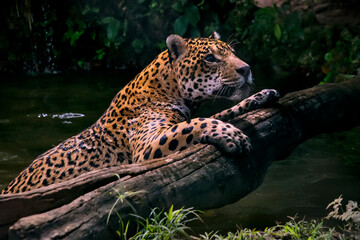 Jaguar photographed in captivity in Goias. Midwest of Brazil. Cerrado Biome. Picture made in 2015.