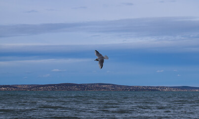 Fototapeta premium Flying seagull