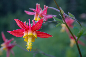 USA. Washington State. Crimson (Red) Columbine (Aquilegia Formosa) blooming in Mt. Rainier National...