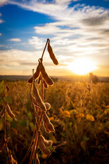 Soybean pod on the plantation at sunset. Agricultural macro photography.