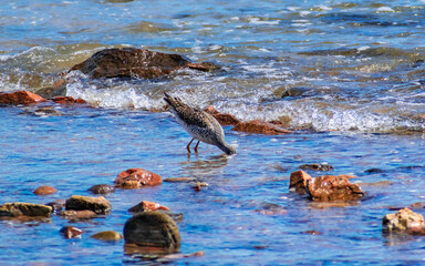 Fototapeta premium Ave en la playa