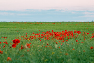 A field full of poppies