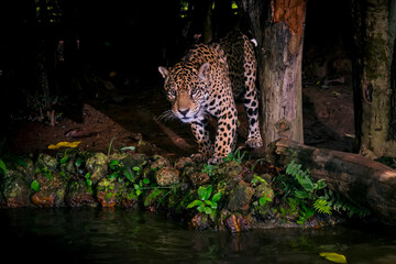 Jaguar photographed in captivity in Goias. Midwest of Brazil. Cerrado Biome. Picture made in 2015. © Leonardo